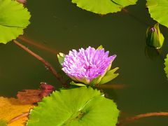 -国家植物园南园