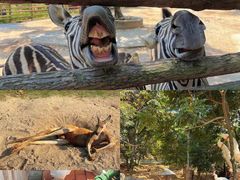 -泉州海丝野生动物世界