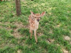 -北京鹿世界主题园