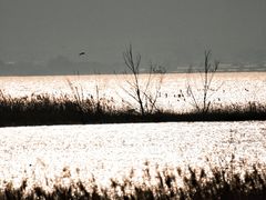 -野鸭湖国家湿地公园