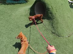 -爪吧宠物乐园 (温榆河示范区店)