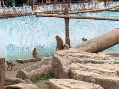 -沈阳森林动物园