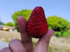 -胜丰草莓采摘园
