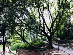 -成都市活水公园
