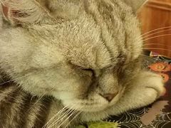 -猫色咖啡·猫咖