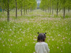 -黄海国家森林公园
