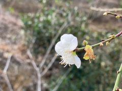 -广州市流溪河国家森林公园