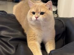 -lincat·猫舍(广州店)