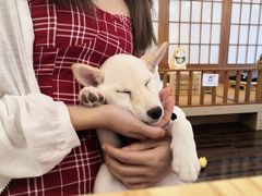 -豆柴町-柴犬主题狗咖(红鼎国际C座店)
