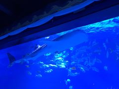 -烟台海昌鲸鲨海洋公园