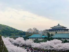 -武汉大学-樱园