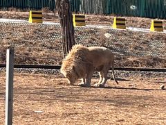 -秦皇岛野生动物园