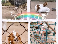 -草根堂农场