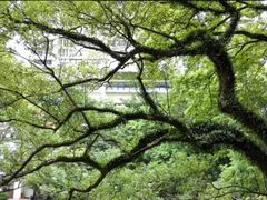 -香港大学
