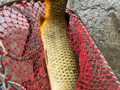 -金台阶鱼馆(于桥水库店)