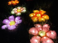-大塘金香草谷