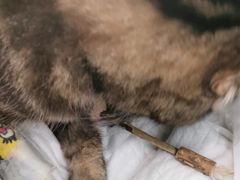 -北京观赏动物医院·24小时大型综合·猫专科·异宠专科