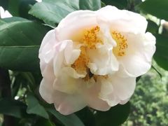-金花茶公园
