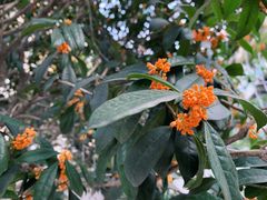 -闻酥园(水碾河路店)