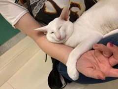 -飞行喵MR PILOT|猫舍·猫咖(静安大融城店)