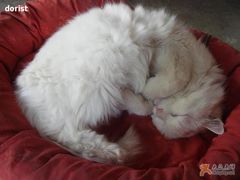 -Babycat私家御饼屋(龙头路一店)