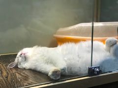 -乐宠宠物店(世纪金源店)