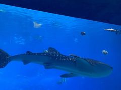 -珠海长隆海洋王国
