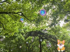 -上海共青森林公园