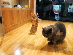 -啵啵喵·猫咖(攀华国际店)