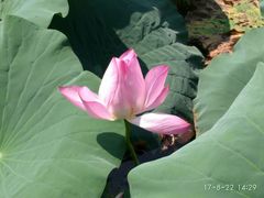 -洪湖生态旅游区