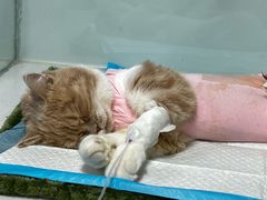 -达爱动物医院·犬猫分区·CT·复杂眼科(远洋山水分院)