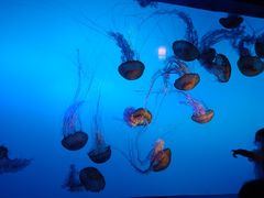 -太平洋海底世界博览馆·展览厅