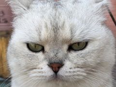 -喵屿·大理花园猫咖