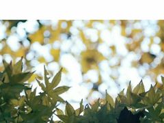 -西湖外事游船(花港观鱼码头)