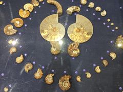 -青岛贝壳博物馆