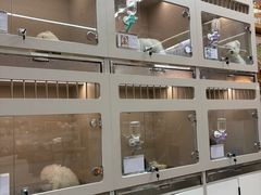 -唐小姐の私宠·宠物洗护美容·撸猫馆·购宠(周浦万达旗舰店)