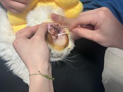 -瑞派福兴宠物医院犬猫全科·骨科·中西医结合(河东店)