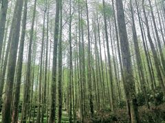 -山王坪喀斯特国家生态公园