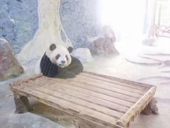 -海南热带野生动植物园