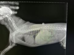 -瑞派宠物医院·24h·骨外科·皮肤科·全科宠物医疗转诊中心(沈阳浑南院)