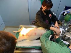 -美联众合宠物医院·爱萌分院·内外科·猫科中心