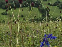 -塞罕坝国家级自然保护区