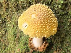 -黄埔油麻山森林公园