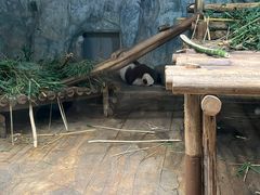 -深圳野生动物园