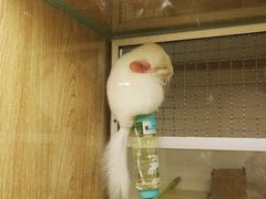 -藦茜花园宠物主题亲子互动体验馆(国顺东路店)