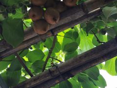 -崔家大院·特色农家菜