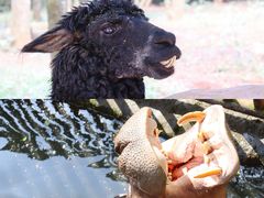 -海南热带野生动植物园