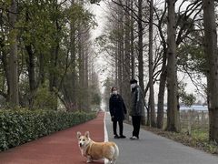 -上海长兴岛郊野公园