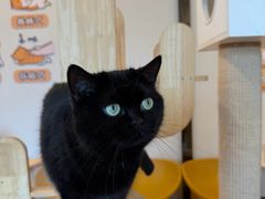 -有喵·猫咖·狗咖·30几只猫10只小狗(岗厦店)