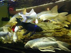 -中环花鸟鱼虫市场